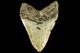 Massive, Fossil Megalodon Tooth - North Carolina #158238-1